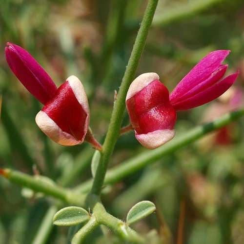فروش عرق خارشتر