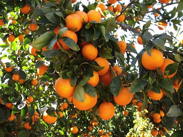 تصویر 4 از پرتقال تامسون تازه مخصوص آبگیری عالی
