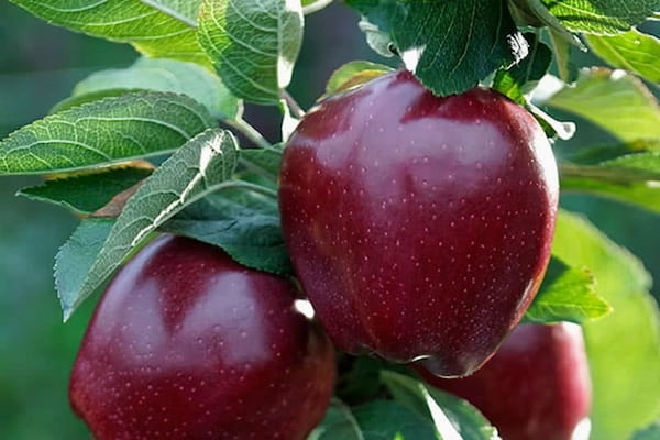 تصویر 4 از سیب درختی تو قرمز ترد و آبدار مناسب مصرف روزانه