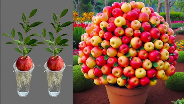 سیب درختی اعلاء انتخابی شیک برای پذیرایی