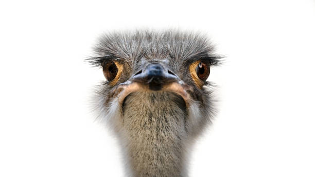 تصویر 4 از دنبه شتر مرغ منبع چربی طبیعی سرشار از انرژی