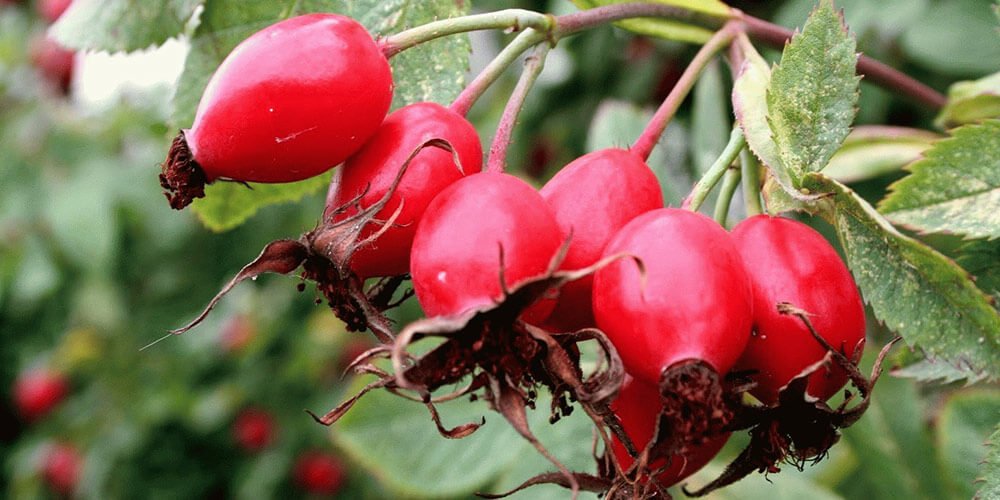 تصویر 4 از خرید و فروش عمده میوه نسترن صادراتی + کیفیت ممتاز از برند روناکو