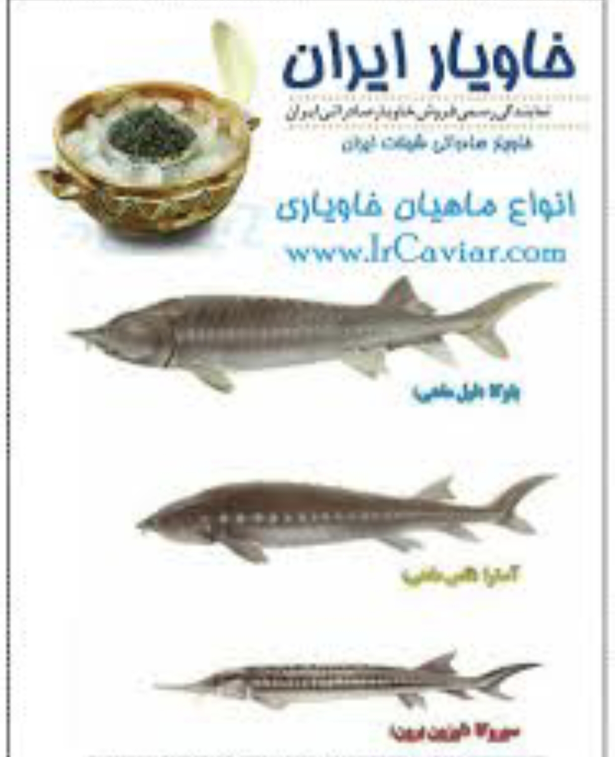 انواع ماهیان خاویاری