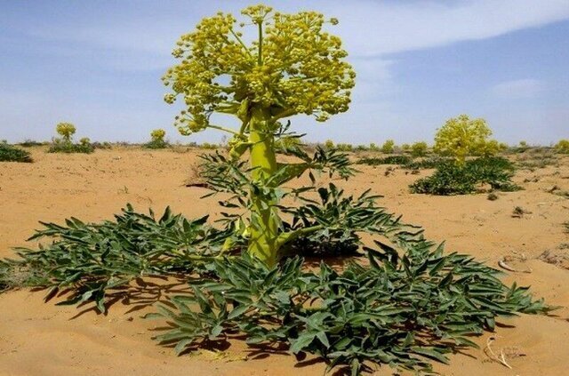 تصویر 1 از فروش اسانس آنغوزه طبیعی گرید A