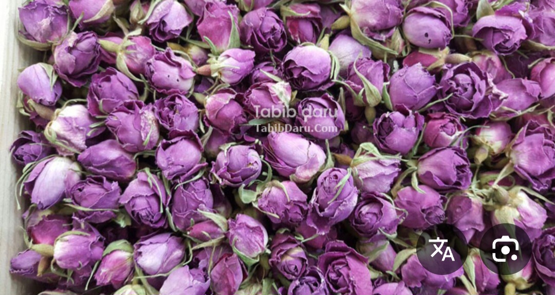 خرید غنچه گل محمدی درجه یک + تازه و برداشت امسال