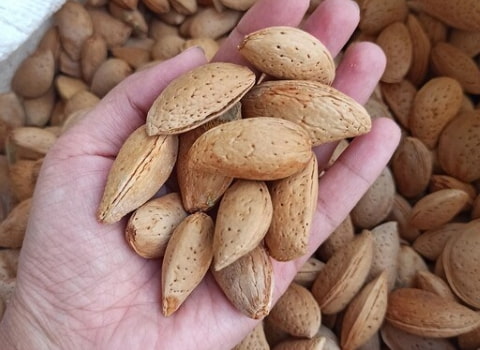 تصویر 3 از بادام سنگی پوست سخت ممتاز و اعلا
