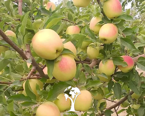 تصویر 4 از سیب زرد لبنانی پوست نازک شیرین