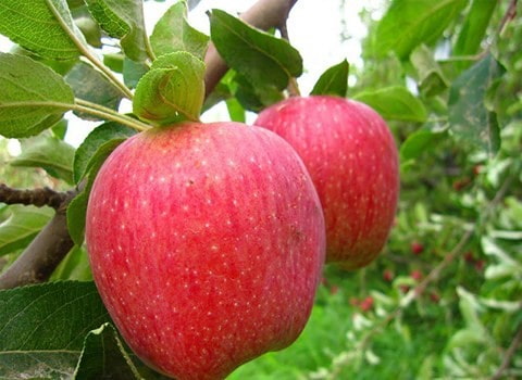 سیب قرمز درجه یک ارومیه درشت شیرین