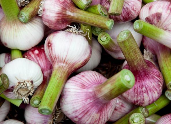 سیر اصفهان تند با عطری تیز و تندی متوسط