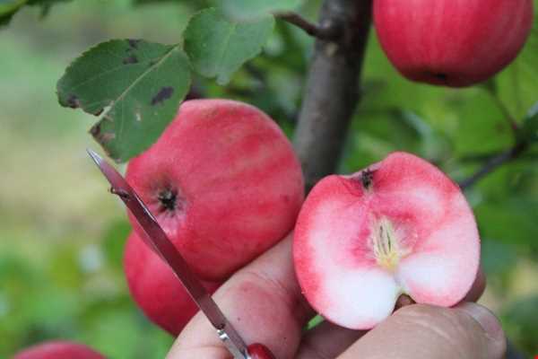 تصویر 3 از سیب قرمز تو قرمز دماوند سبدی درشت
