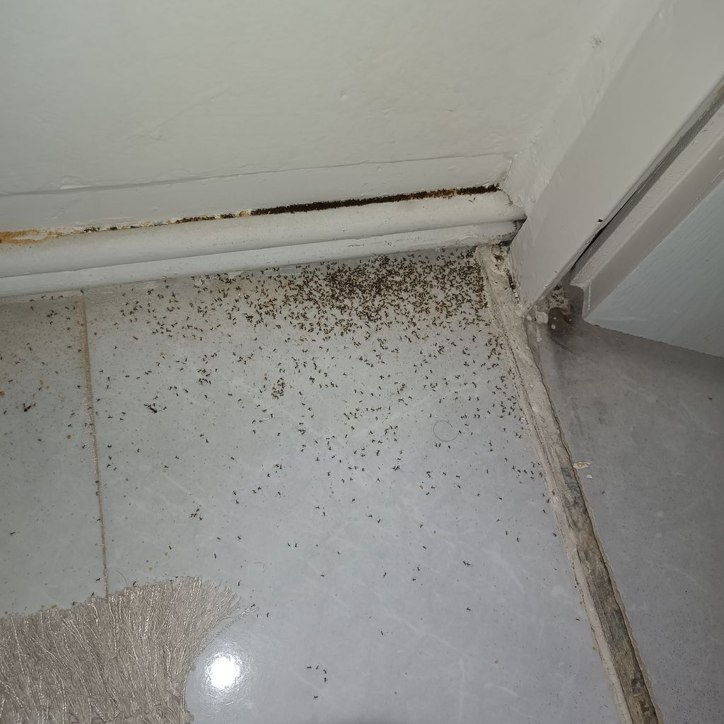 تصویر 1 از سوسک کش و مورچه کش گرین لایف خانگی پودری با دوام