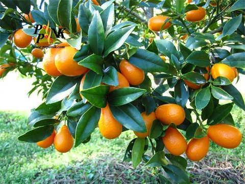 تصویر 2 از فروش نهال کامکوات دو ساله میوه دار + قیمت نهال دوساله کامکوات