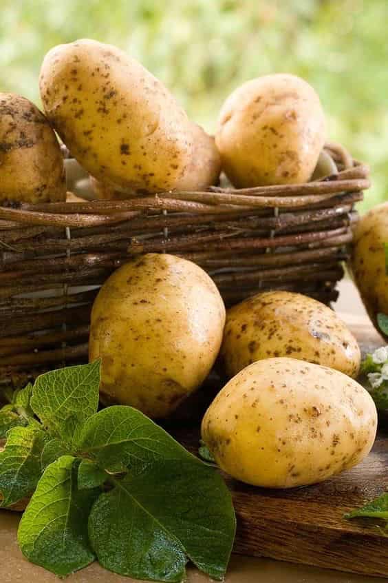 سیب‌ زمینی تازه و درشت مناسب سرخ‌ کردن و پخت ‌و پز