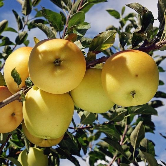 تصویر 2 از انواع سیب قرمز و سبز و زرد و باغی با خواص عالی و تازه