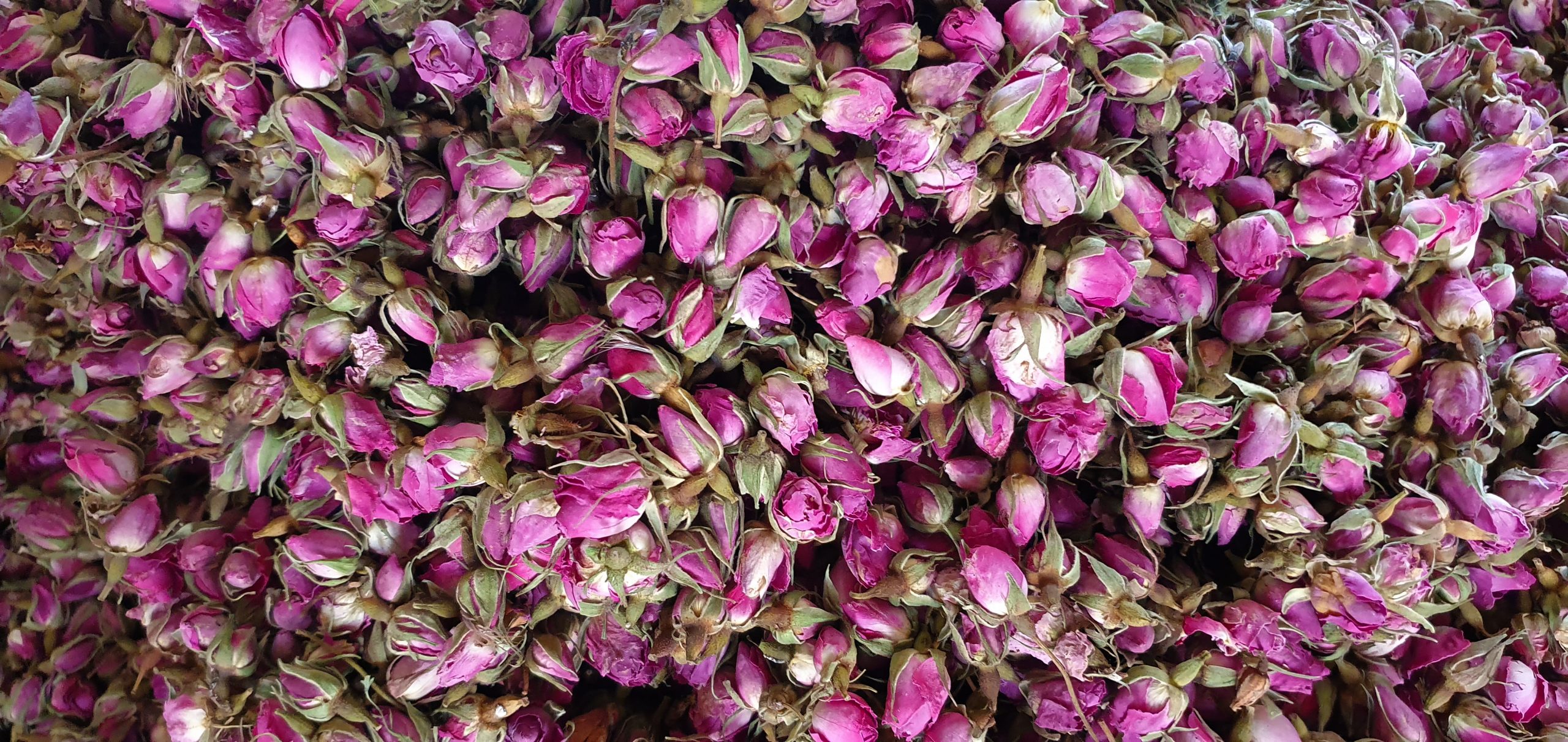 تصویر 1 از غنچه گل محمدی لاله زار کرمان خوش‌ رنگ معطر