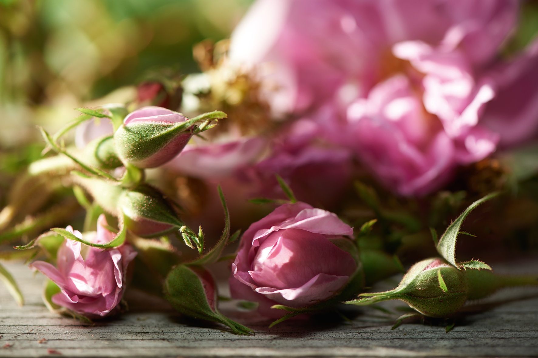 تصویر 4 از غنچه گل محمدی صادراتی درجه یک