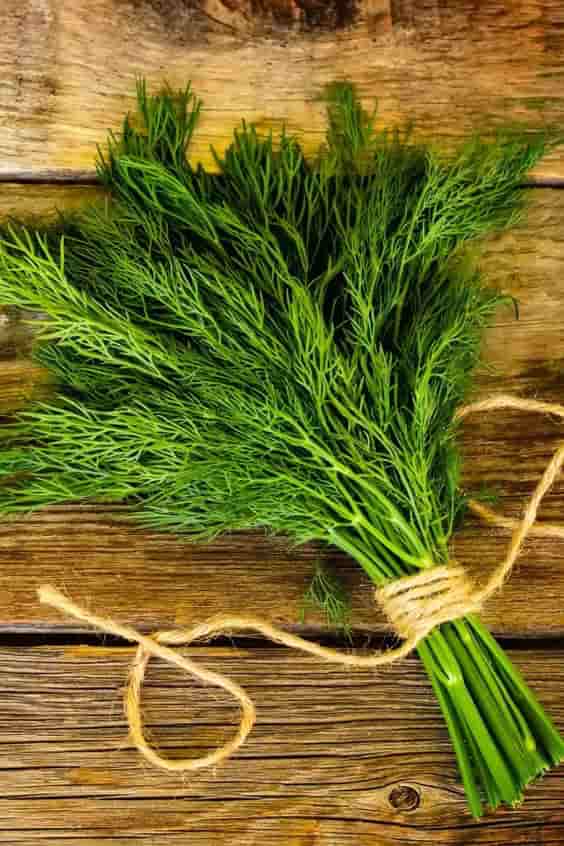قیمت سبزی شوید