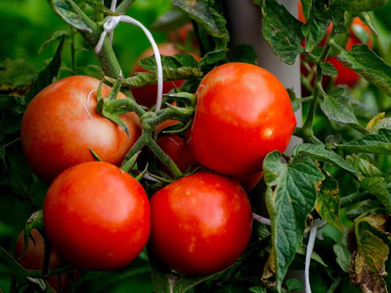 تصویر 5 از گوجه فرنگی ارگانیک قرمز درشت با کیفیت بالا