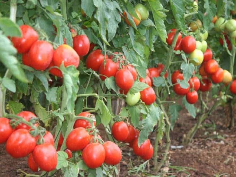 تصویر 2 از گوجه فرنگی ارگانیک محلی قرمز رنگ تازه و سالم