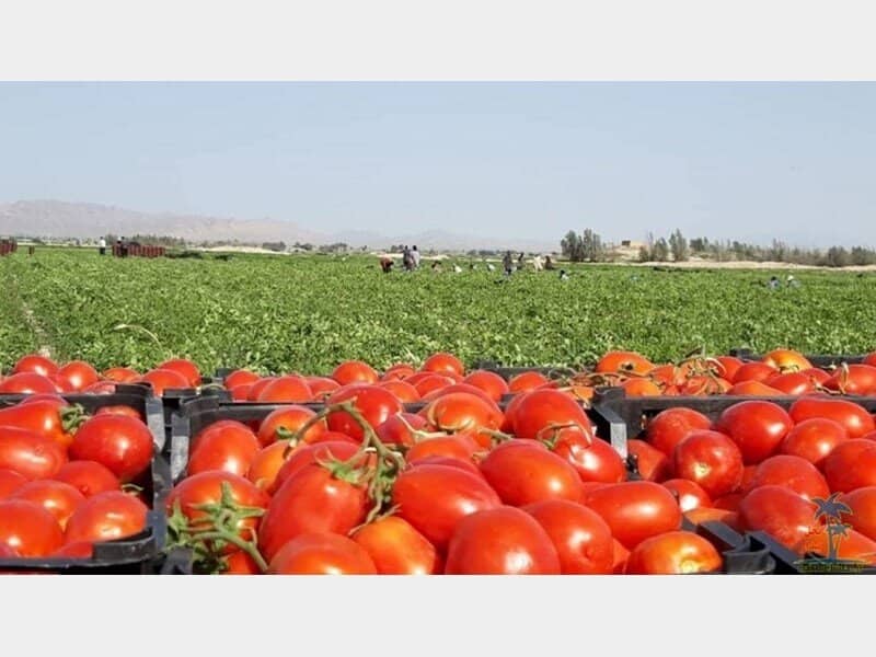 تصویر 3 از گوجه فرنگی رسمی ارگانیک قرمز فله با قیمت اقتصادی