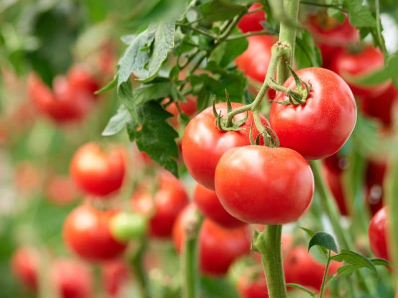 تصویر 4 از گوجه فرنگی رسمی ارگانیک قرمز فله با قیمت اقتصادی