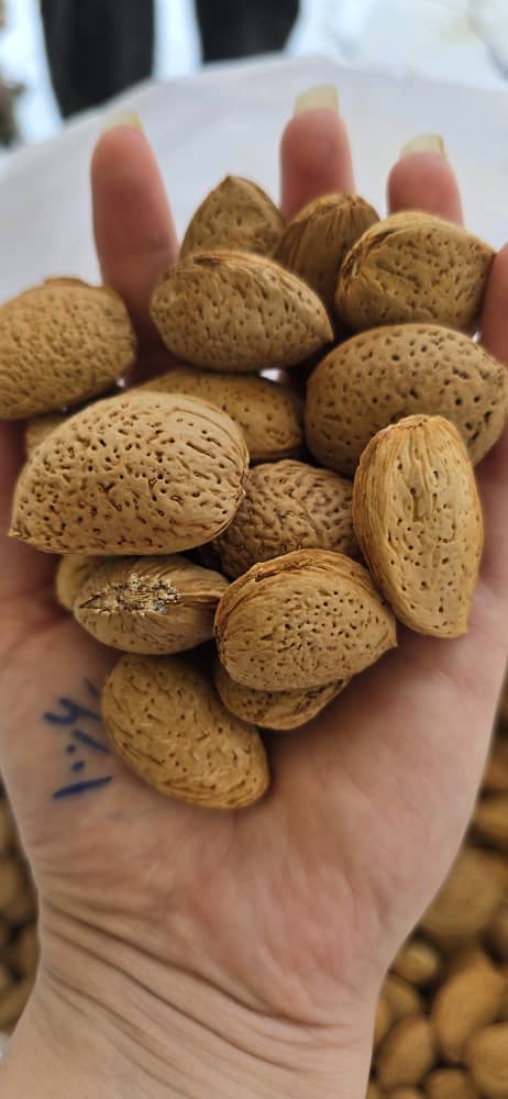 تصویر 5 از انواع بادام درختی تلخ و شیرین مناسب انواع مصارف