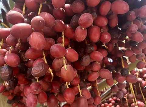 تصویر 5 از خرما مضافتی خوشه ای فله و ارزان مناسب مصرف روزانه