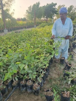 تصویر 4 از فروش فوق العاده نهال کنار پیوندی + فروش عمده نهال کنار پیشین