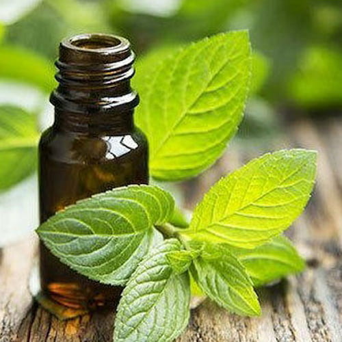 خرید اسانس نعنا
