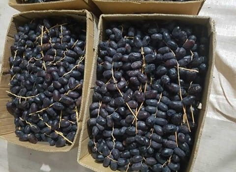 تصویر 5 از خرما سیاه مضافتی لوکس و مجلسی تازه