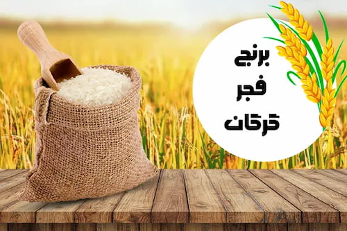 برنج فجر گرگان با دانه‌ های یکدست