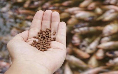 تصویر 5 از خوراک ماهی کپور گرانولی و پودری