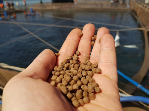 تصویر 3 از خوراک ماهی کپور با جذب بالا و انرژی مناسب