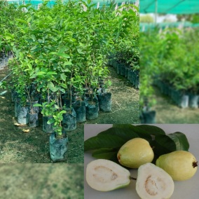 تصویر 2 از فروش عمده نهال گواوا رقم های مختلف + قیمت عمده نهال گواوا