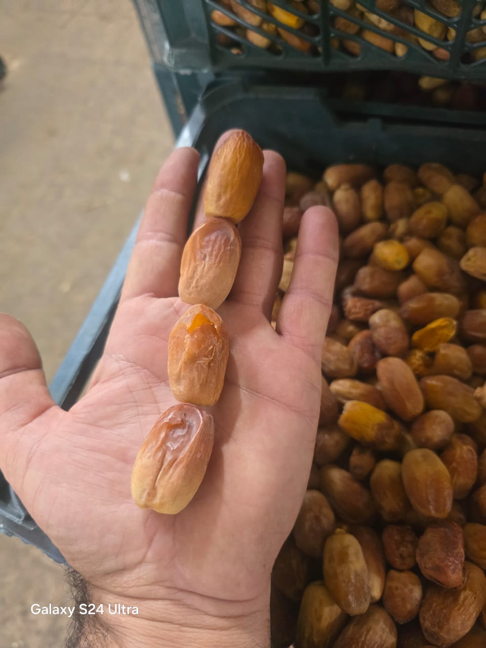 فروش خرما جنوب