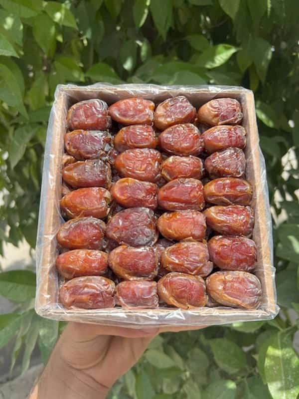 خرما کبکاب مرغوب بوشهر مناسب بسته بندی و نگهداری