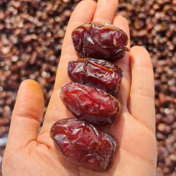 تصویر 3 از خرما کبکاب مشکین + شیرین‌ ترین سوغات جنوب کشور