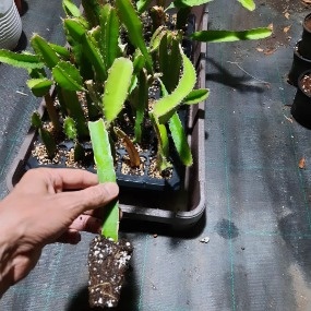 میوه دراگون