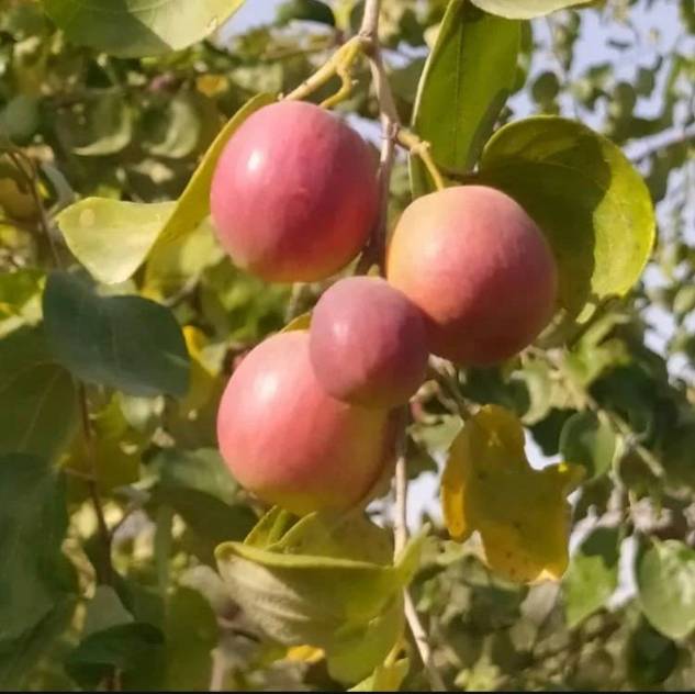 فروش عمده نهال کنار پیوندی بلوچستان + نهال کنار بدون هسته