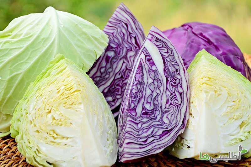 تصویر 3 از کلم یونانی ممتاز مناسب خوراک‌ های گیاهی