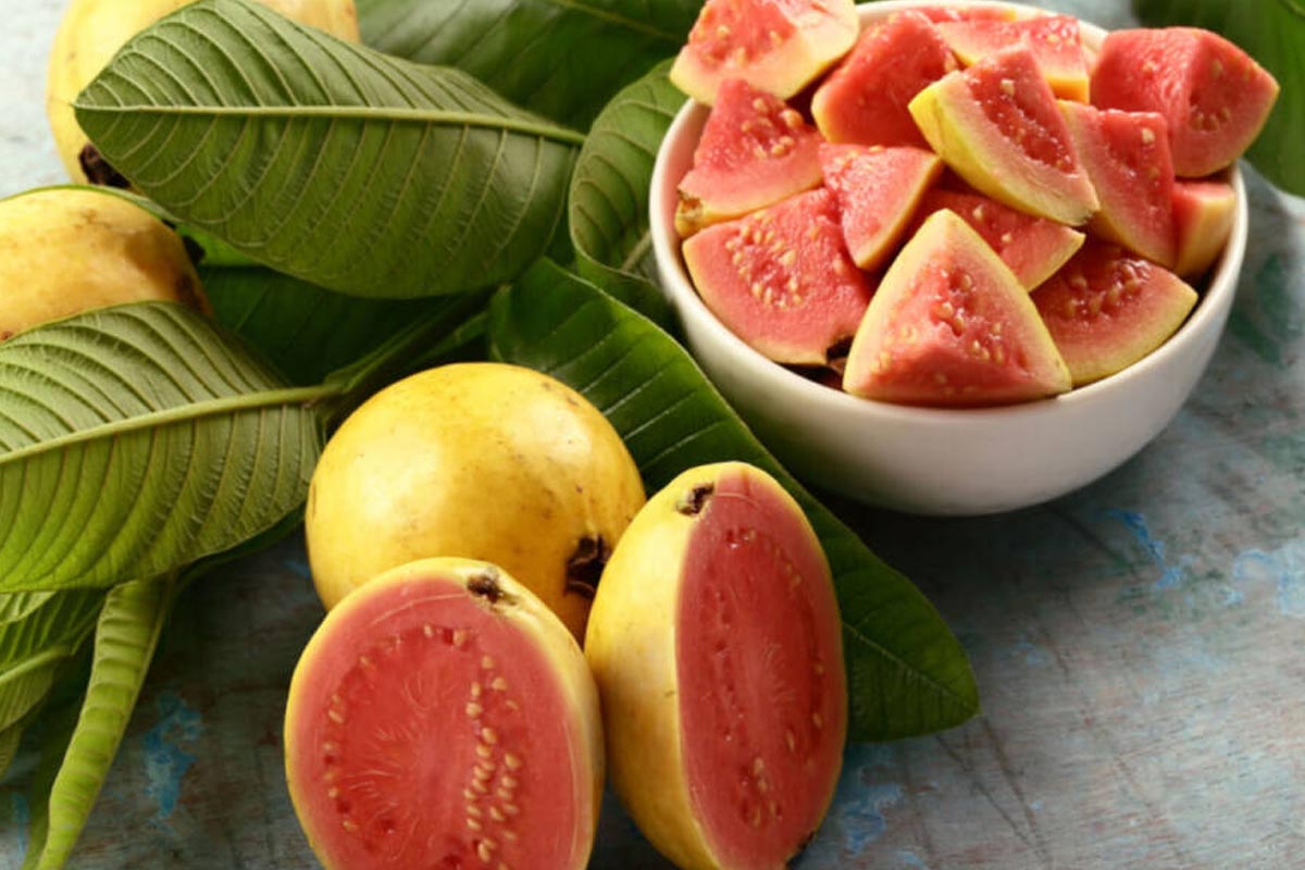 تصویر 3 از فروش عمده گواوا تازه + بارگیری ازباغات ایران