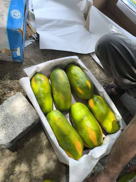 تصویر 4 از سفارش عمده پاپایا درجه یک + مناسب بازار میوه فروشان وعمده فروشان