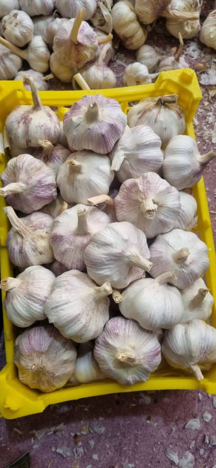 تصویر 2 از سیر قرمز آذر شهر