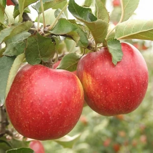 تصویر 2 از قیمت سیب قرمز ارگانیک + شرایط فروش ویژه