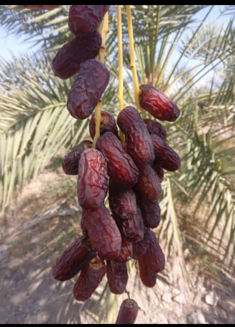 خرما پیارم ارگانیک محصول باغات سر سبز شیراز