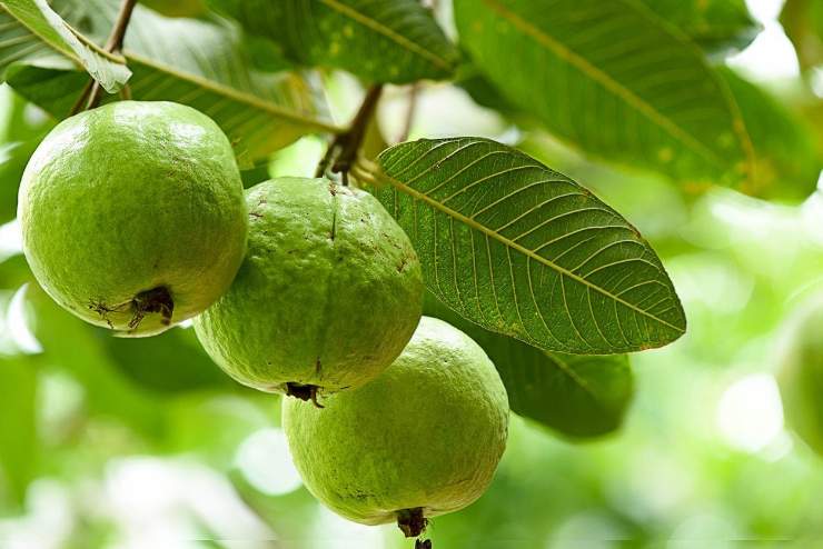 تصویر 5 از مرکز فروش انواع نهال گواوا در ارقام مختلف و سنین مختلف
