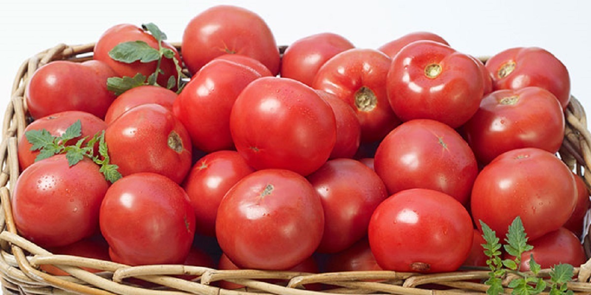 گوجه‌ فرنگی یارا درجه یک برای رستوران‌ ها