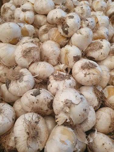تصویر 2 از خشکبار سیر کوثر