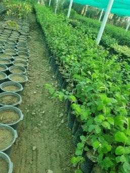 تصویر 3 از مرکز پخش عمده نهال کنار پیوندی بدون هسته میوه درشت