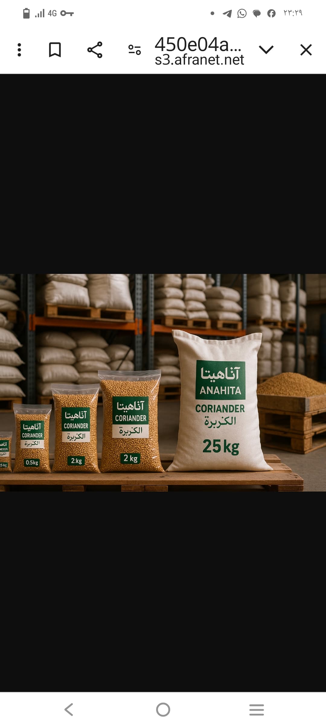 تصویر 1 از فروش دانه گشنیز پریمیوم کنگاور با عطر طبیعی و رطوبت پایین
